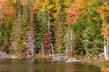 Michigan 'daki Council Gölü' nün yanındaki renkli sonbahar ağaçlarının önündeki ölü ağaçlar.