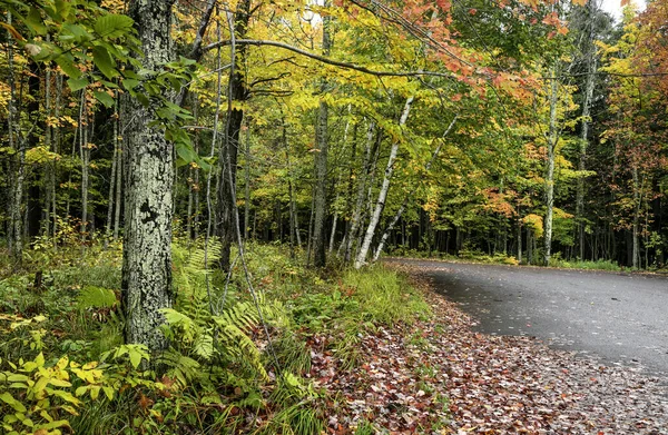 Kleurrijke Herfstbomen Aan Weg Landelijk Michigan Herfst — Stockfoto