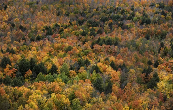 Vue Aérienne Des Arbres Automne Sur Forêt Nationale Rivière Noire — Photo