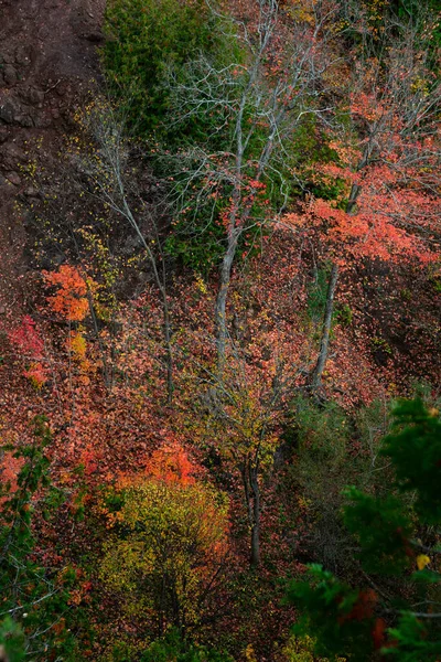秋天的时候 山上的红枫树 — 图库照片