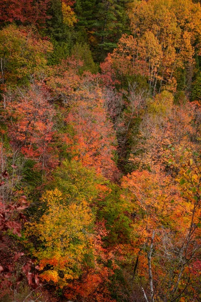秋天的时候 山谷里五彩缤纷的枫树 — 图库照片