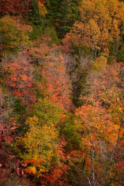 Des Érables Colorés Dans Vallée Automne — Photo