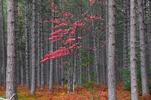 Singolo Acero Rosso Nel Mezzo Della Foresta Coniferous Nella Penisola — Foto Stock