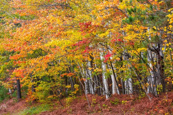Срібні Березові Дерева Лісі Восени Верхньому Півострові Мічигану — стокове фото