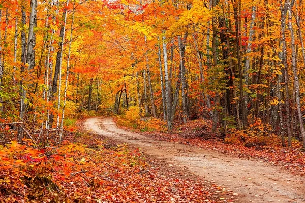 密执安半岛北部森林小径旁的五彩缤纷的秋树 — 图库照片