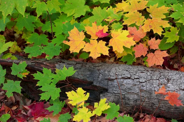 Gros Plan Feuilles Érable Colorées Autour Tronc Mort — Photo