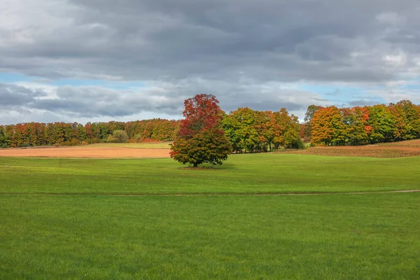 Wysokie Drzewo Środku Łąki Wiejskim Michigan Jesienią — Zdjęcie stockowe