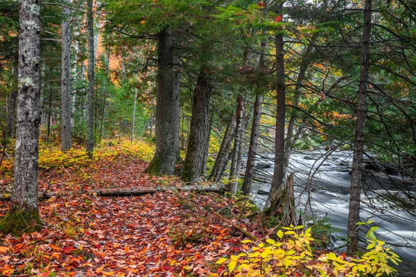 Viele Bäume Malerischen Waldweg Auf Der Oberen Halbinsel Von Michigan — Stockfoto