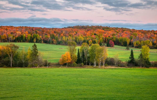 Jesienne Drzewa Środku Łąki Górnym Półwyspie Michigan — Zdjęcie stockowe