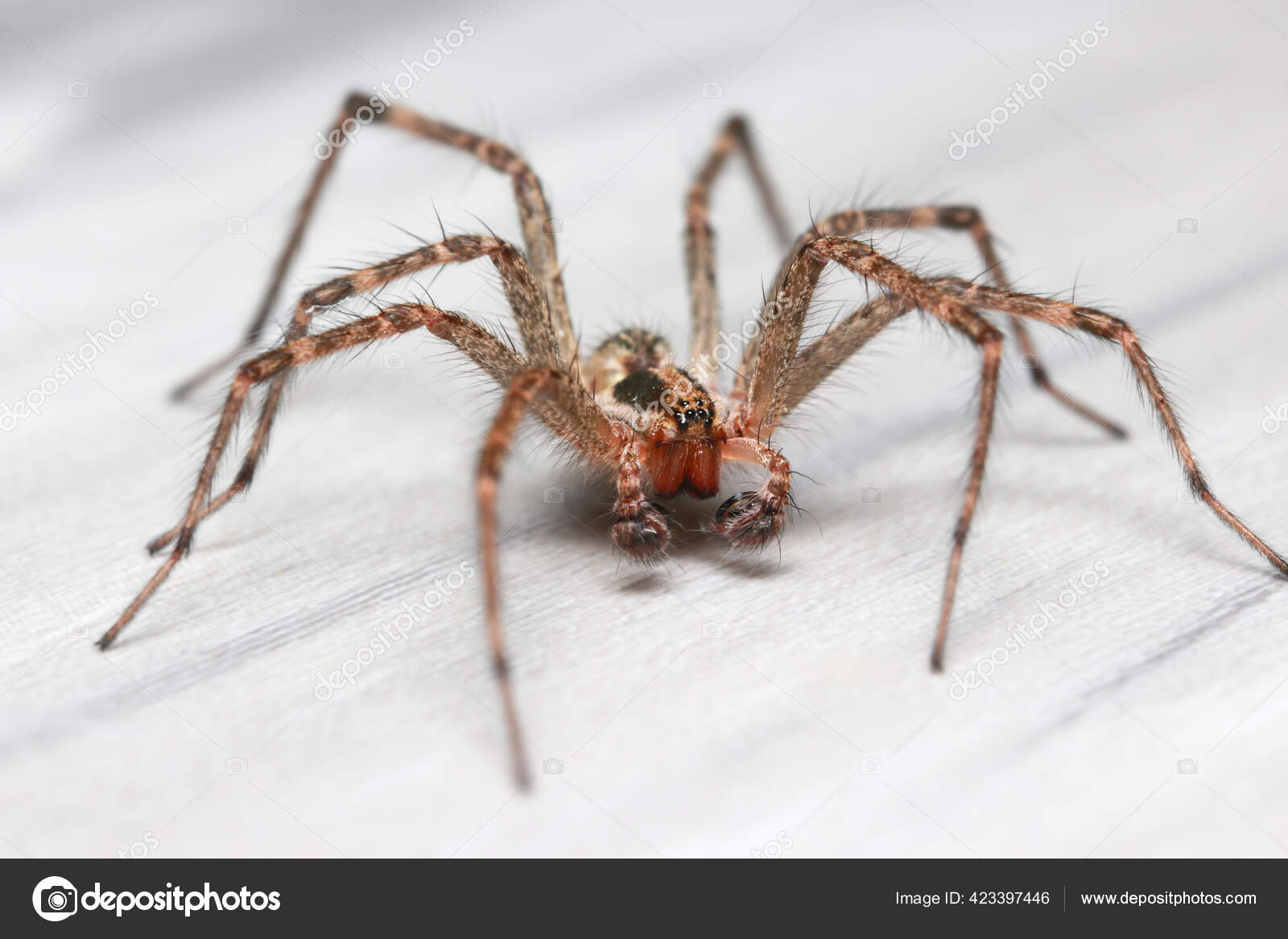 паучок на полу. большие пауки в доме. пауки в доме. большие пауки в доме. домашние пауки.