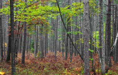 Yeşil akçaağaç kozalaklı ormanın ortasında.