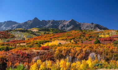 Ridgeway, Colorado yakınlarındaki Continental ayrımında yapraklar dökülüyor. 