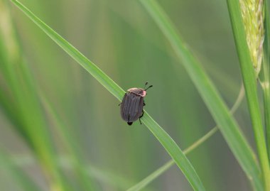 Kalkan böceğinin bir bitkiye aşırı yakın çekimi