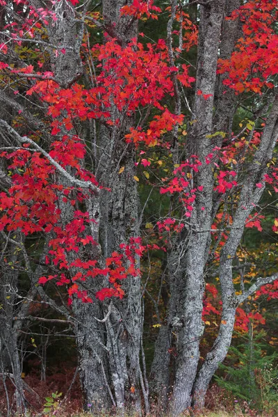 Close Tiro Árvore Bordo Vermelho Brilhante — Fotografia de Stock