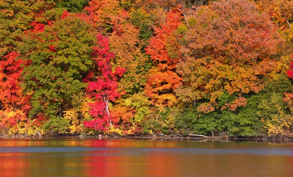 Heldere Kleurrijke Herfstbomen Zijn Reflecties Het Meer — Stockfoto