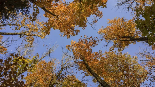 Wysokie Liście Klonu Sięgające Nieba — Zdjęcie stockowe