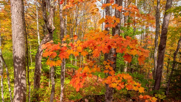 Gros Plan Feuilles Érable Colorées Dans Forêt Pendant Automne — Photo