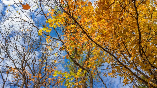 Detailní Záběr Barevné Javor Strom Modrou Oblohou Pozadí Podzimním Čase — Stock fotografie