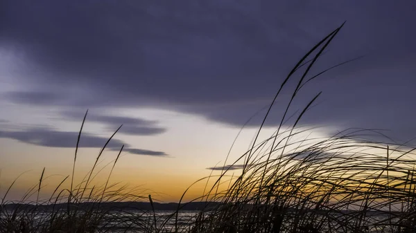 Högt Gräs Stranden Mot Färgglad Aftonhimmel — Stockfoto