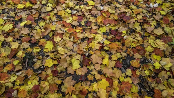 Close Shot Colorful Maple Leaves Ground Autumn Time — Stock Photo, Image