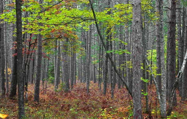 Árbol Arce Verde Medio Del Bosque Coníferas — Foto de Stock