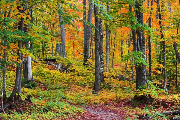 Nahaufnahme Von Totem Baum Zwischen Ahornblättern — Stockfoto