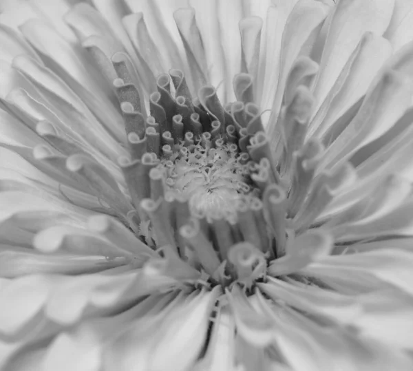 Primer Plano Flor Zinnia Monocromo — Foto de Stock