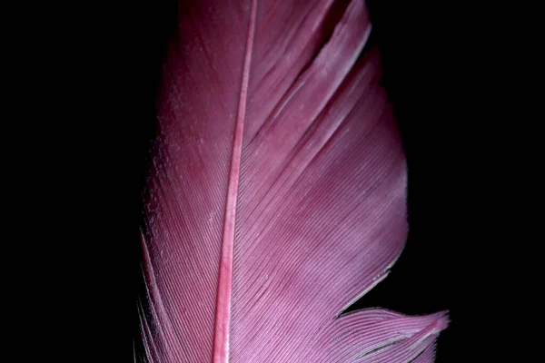 Zbliżenie Strzał Różowy Ptak Pióro Czarnym Tle — Zdjęcie stockowe