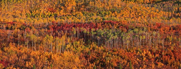 秋天科罗拉多州拉格峰上的五彩缤纷的秋树全景 — 图库照片