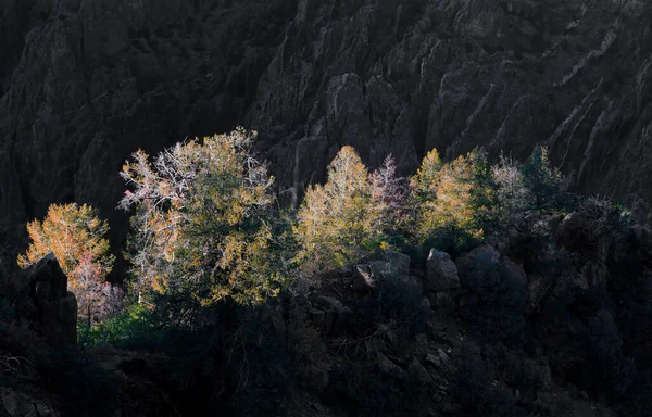 Evening Sunlit Trees Black Canyon Colorado — Stock Photo, Image