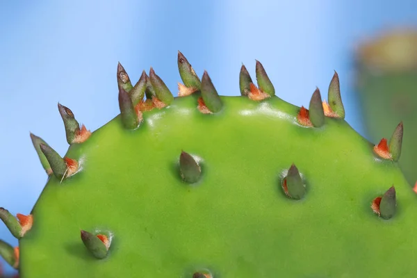 Κοντινό Πλάνο Φρέσκο Cactus Λεπτομέρειες Των Φυτών — Φωτογραφία Αρχείου