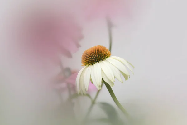 Papatya Çiçeğinin Sığ Alan Derinliğindeki Yakın Çekimi — Stok fotoğraf