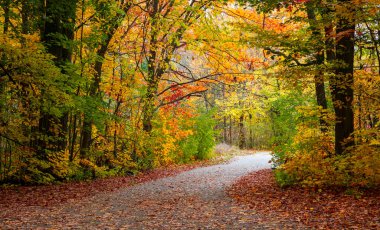 Michigan 'daki bisiklet parkının zirvesinde renkli sonbahar ağaçları