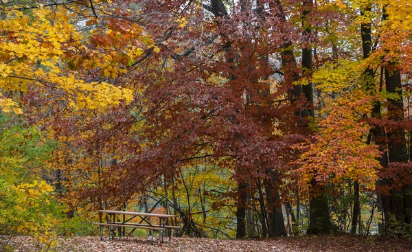 Bunte Bäume Zur Herbstzeit Maybury State Park Michigan — Stockfoto