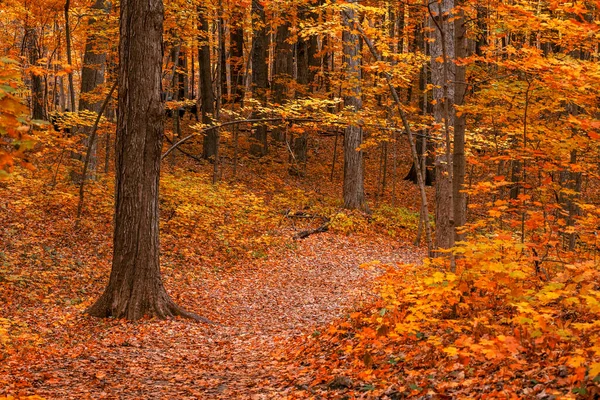 Arbres Automne Lumineux Dans Forêt Par Sentier — Photo