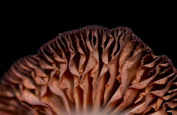 黑色背景下的干蘑菇图案特写 — 图库照片