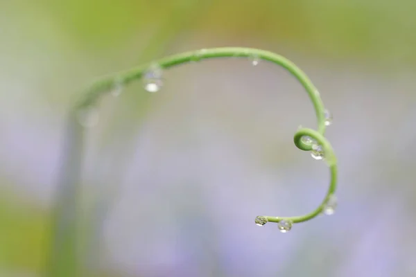 植物上有选择焦点的水滴近照 — 图库照片