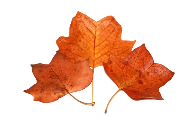 Три Оранжевых Листья Клена Изолированы Белом Фоне — стоковое фото