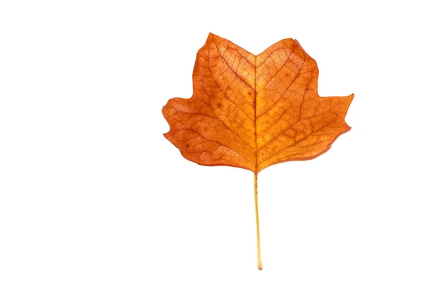 Осенний Лист Изолирован Белом Фоне — стоковое фото