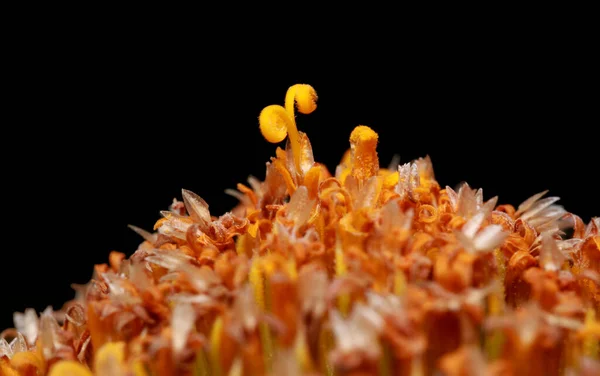 Extremo Primer Plano Gerbera Daisy Flor Dentro Los Detalles — Foto de Stock