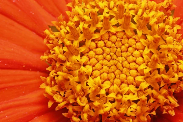 Primer Plano Gerbera Flor Margarita Dentro Los Detalles —  Fotos de Stock