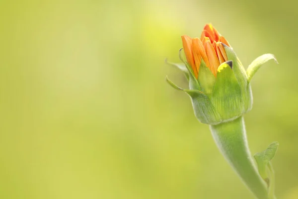 Κοντινό Πλάνο Του Μπουμπούκι Λουλουδιών Gerbera Ρηχό Βάθος Πεδίου — Φωτογραφία Αρχείου
