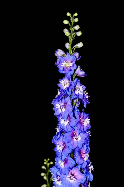 Tall Blue Delphinium Flower Isolated Black Background — Stock Photo, Image