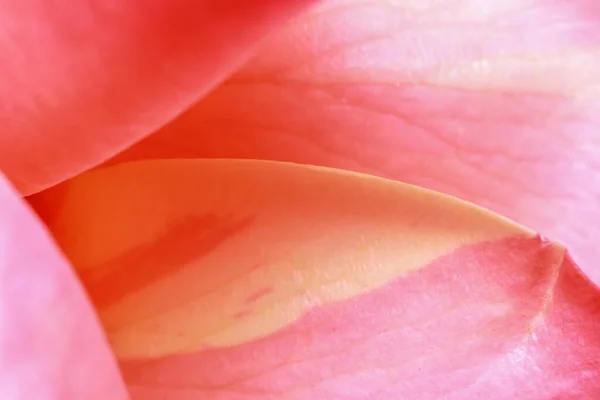 Close Shot Van Roos Bloemblaadjes — Stockfoto