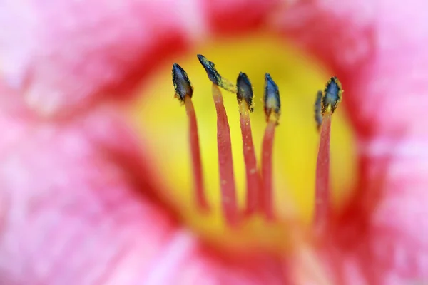 Extrema Toma Cerca Polen Estambre Lado Lily Flower — Foto de Stock
