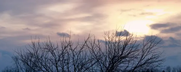 Vista Panoramica Della Silhouette Degli Alberi Contro Cielo Colorato Della — Foto Stock