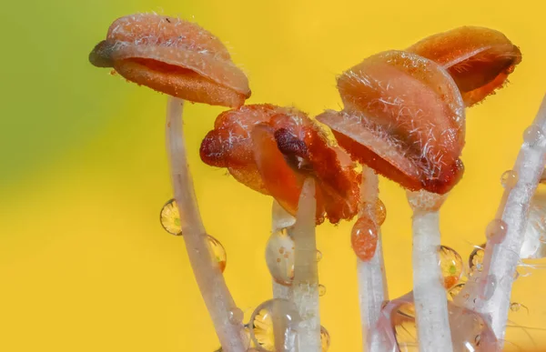 日ユリの花の花粉の極端なクローズアップショット — ストック写真