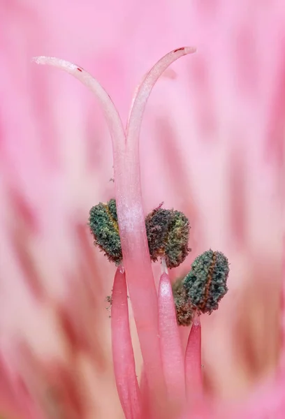 单瓣紫杉花特写 — 图库照片