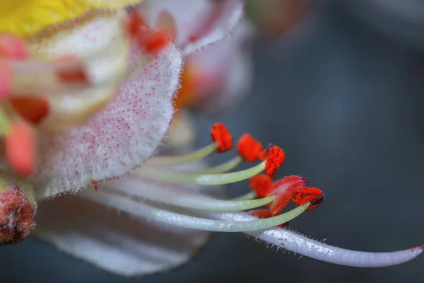 Colpo Ravvicinato Polline Stame Fiore Castagno Rosso — Foto Stock