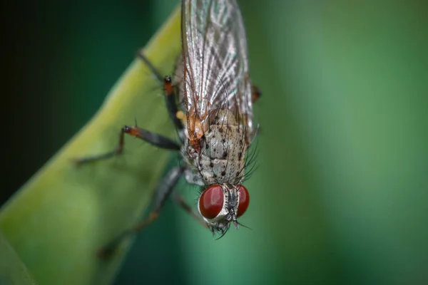 Feche Tiro Uma Mosca Uma Folha — Fotografia de Stock